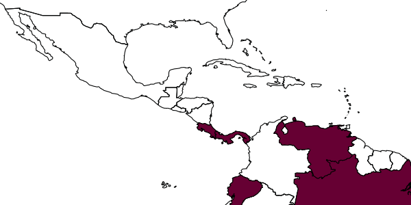map of Neralsia vickyae     Jiménez & Pujade-Villar,in Jiménez et al., 2005